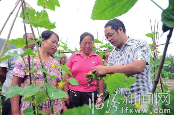 農業技術人員給菜農講解蔬菜的病蟲防治。 