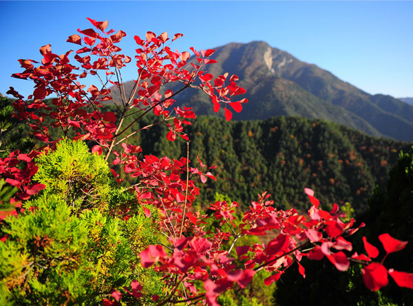 層林盡染（4張）