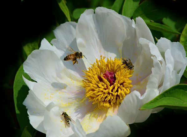 蜜蜂采蜜（5張）