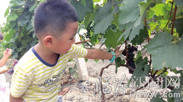 臨汾葡萄基地采摘熱