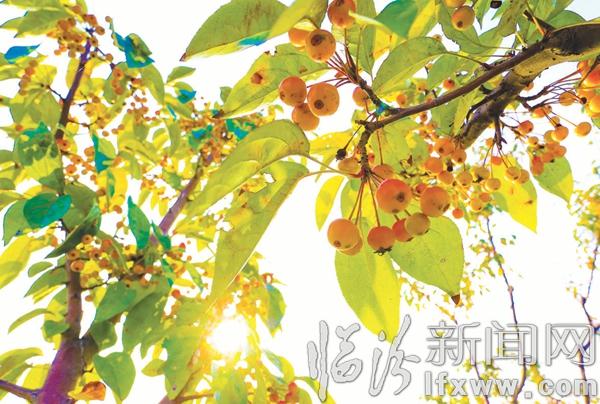 臨汾澇洰河公園:漫步深秋好去處